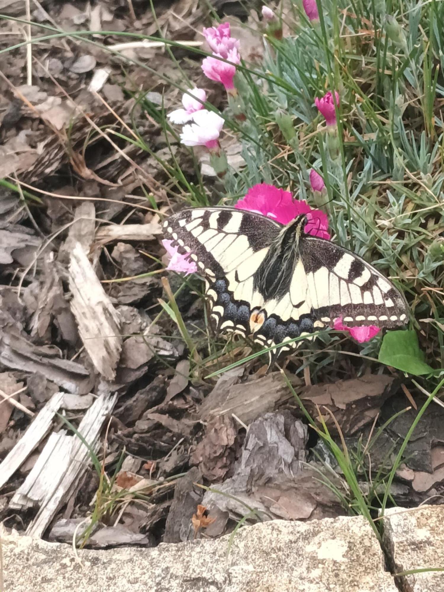 Villa Jura Pokoje Goscinne Zarki Dış mekan fotoğraf